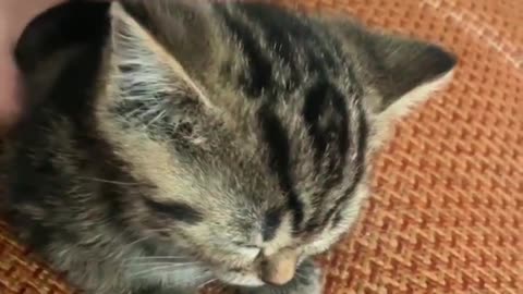 Cat's powerlessness😿