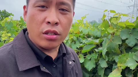 葡萄大头打得好，明年高产少不了#果园管理 #果树 #葡萄种植 #果树种植 #果树施肥