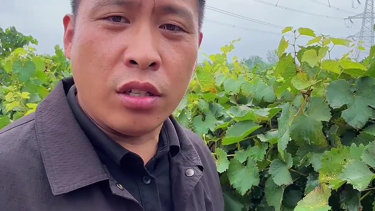 葡萄大头打得好,明年高产少不了#果园管理 #果树 #葡萄种植 #果树种植 #果树施肥