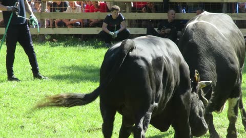 Vihorčić od Josipovića vs Krilan od Eldara Buk 2025