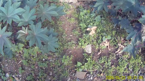 250522A___Madeira_NS-404._Beautiful_garden.(1080p)