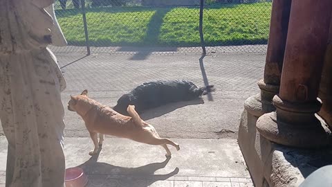 Dog walkers want chiuhuahua on the menu @ satans cafe