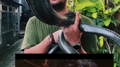This is world powerful cobra 😂