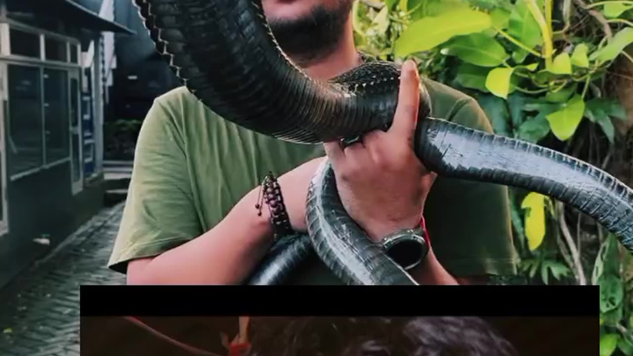 This is world powerful cobra 😂