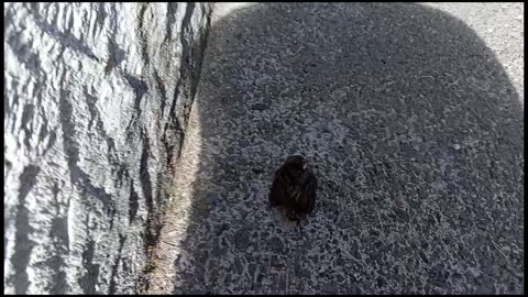 Baby birds - 06-may-25
