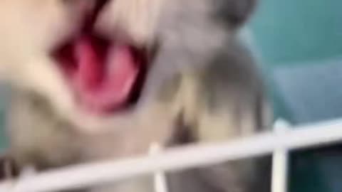 🐱 Funny cat videos - cute cats - Try not laugh