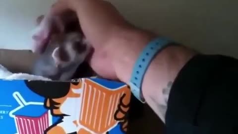😂🐾 This Ferret Attack Will Leave You SPEECHLESS! | FunFM