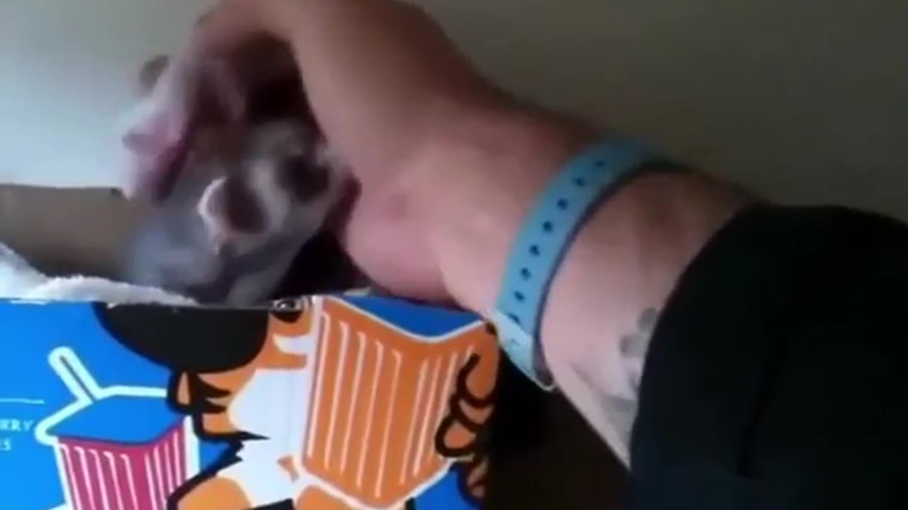 😂🐾 This Ferret Attack Will Leave You SPEECHLESS! | FunFM
