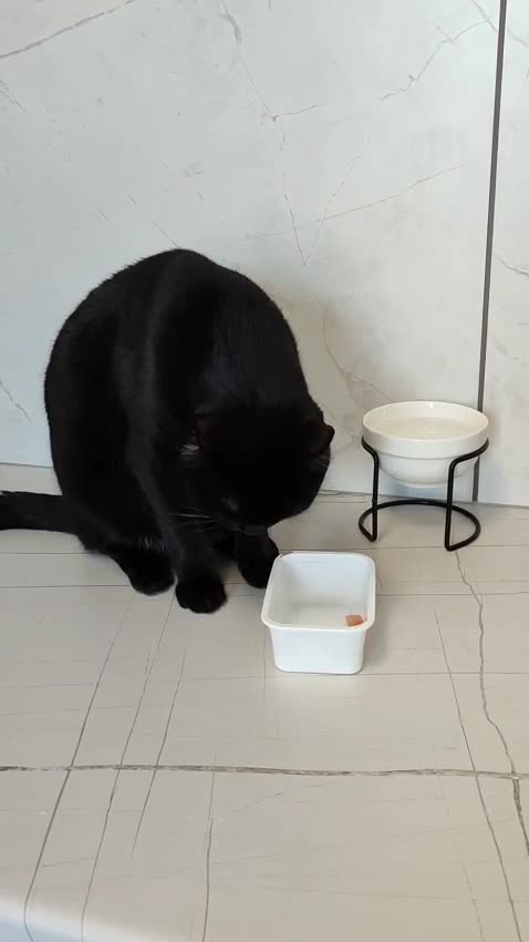 The kitten eats with its paw