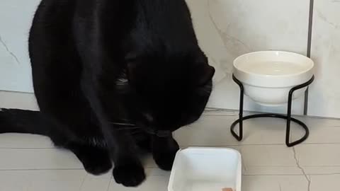 The kitten eats with its paw