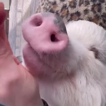 You thought cats were overly dramatic 🤣