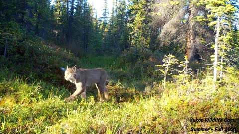 Single camera, five month wildlife compilation
