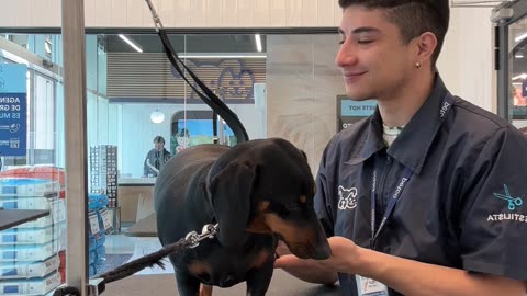 Pampering the Pup's Paws