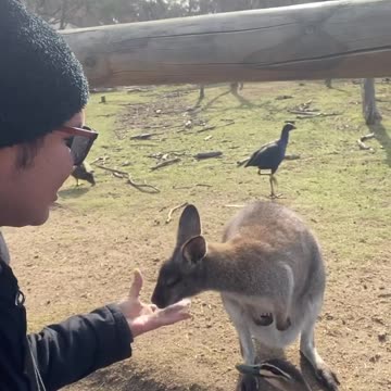 Kangaroo diaries only in Australia 🇦🇺
