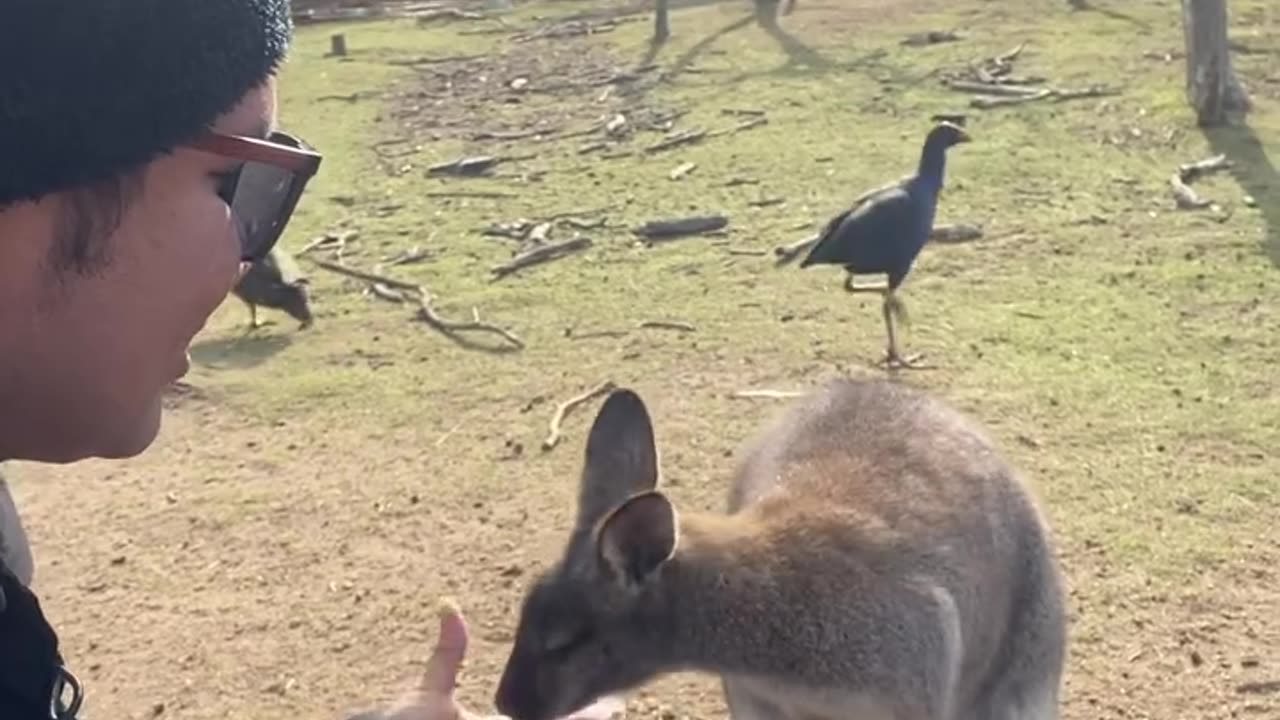 Kangaroo diaries only in Australia 🇦🇺