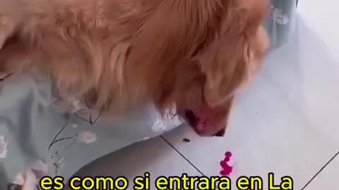 😂🐶 Coco the Menace Strikes Again! | FunFM