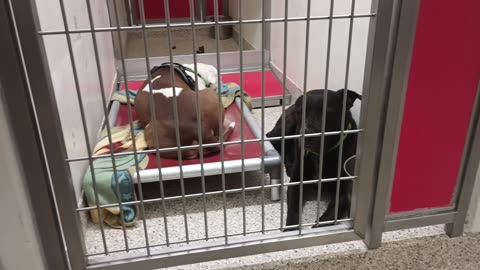 Marnie-white face tan body, left kennel Deku 6y A854198 kennel 136 PACC shelter napping20250618_821