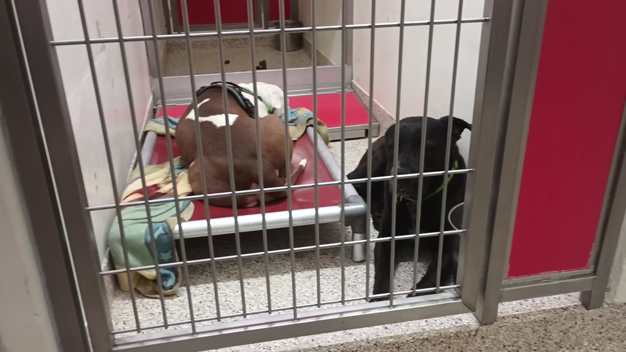Marnie-white face tan body, left kennel Deku 6y A854198 kennel 136 PACC shelter napping20250618_821