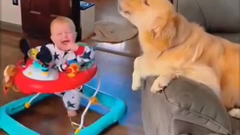 Dogs imitating babies