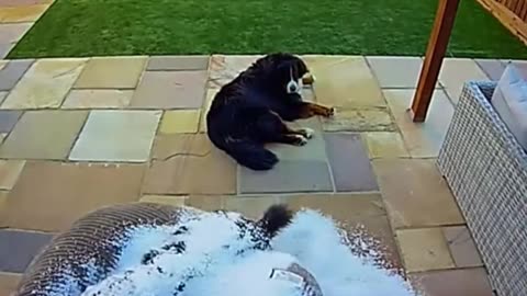 😂🐶 Naughty Doggos Caught on Security Cams! | FunFM
