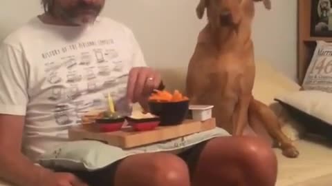 😂🍽️ Hilarious Cat Refuses To Touch Your Food! | FunFM