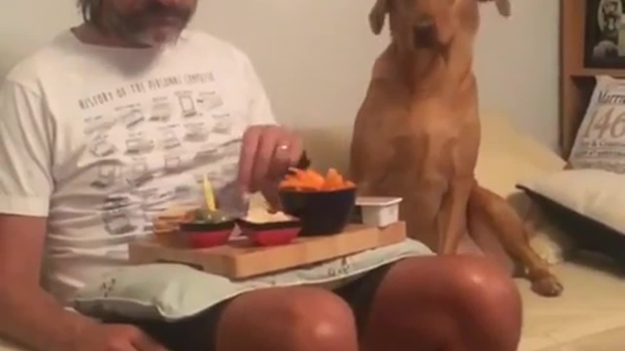 😂🍽️ Hilarious Cat Refuses To Touch Your Food! | FunFM