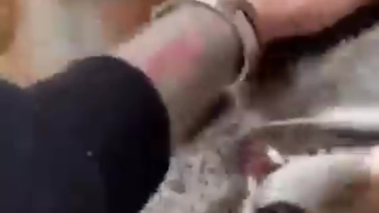 Funny Fox