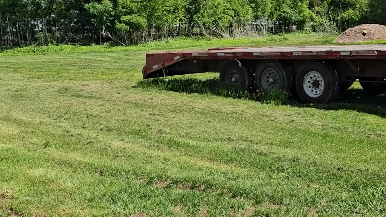 Polite Tree Turns Itself To Firewood