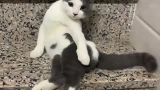 Funny animals