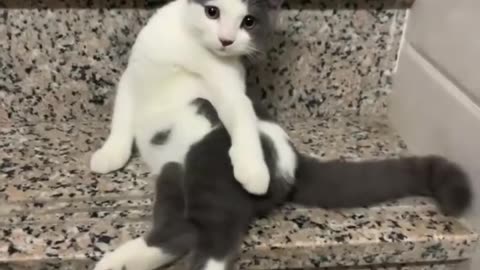 Funny animals