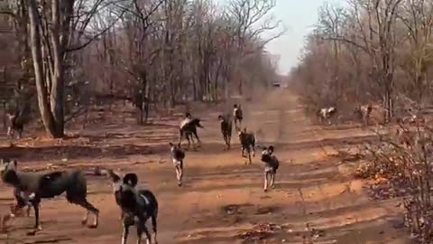 ✨🦊 African Wild Dogs Are Less Dangerous Than You Think! | FeedMyCuriosity