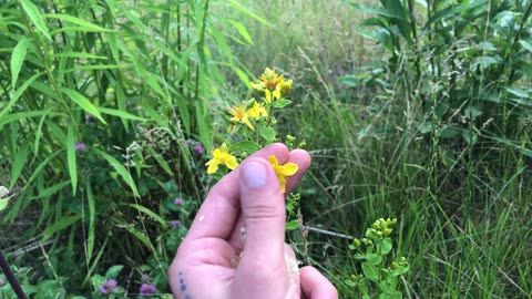 Medicinal wild flowers🌼🌱