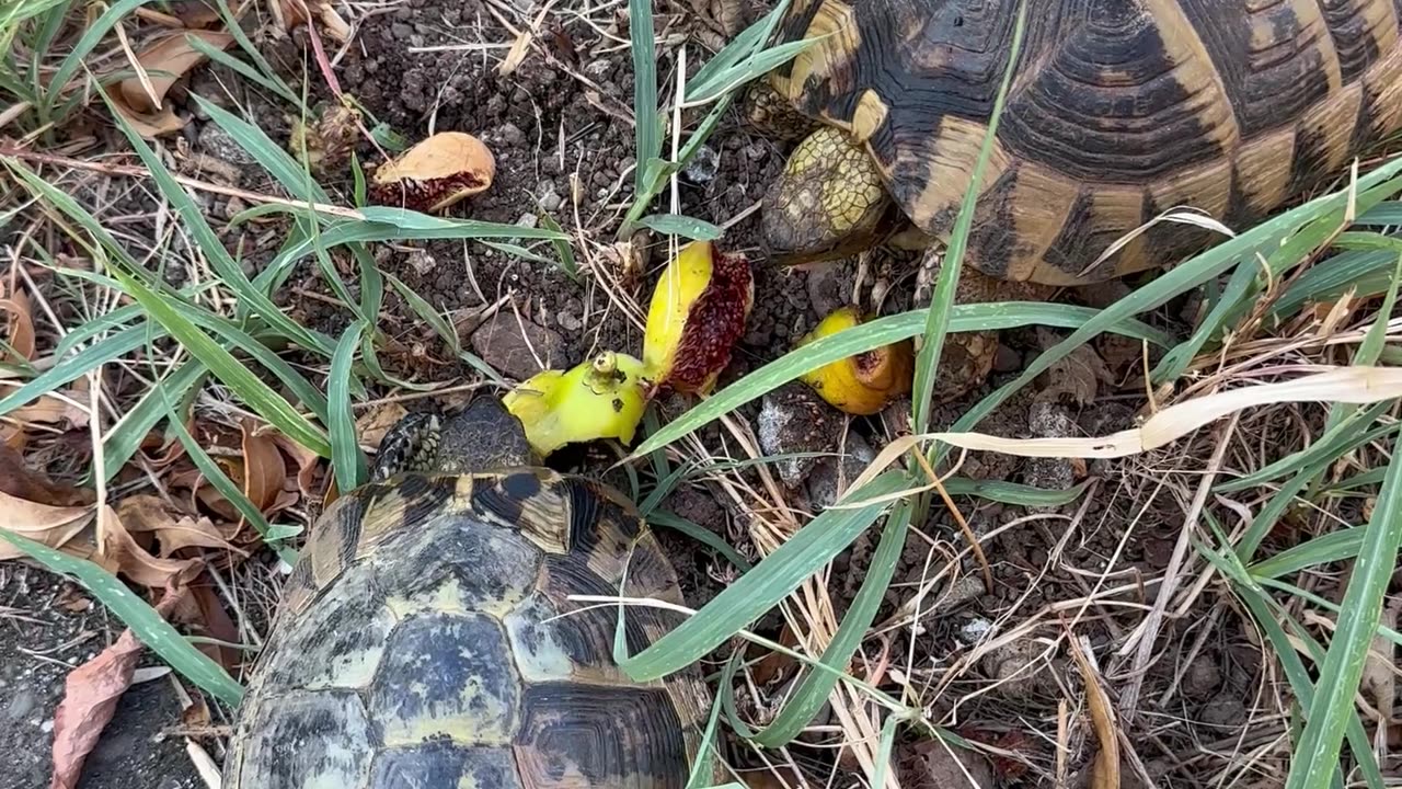 Nature and Animals
