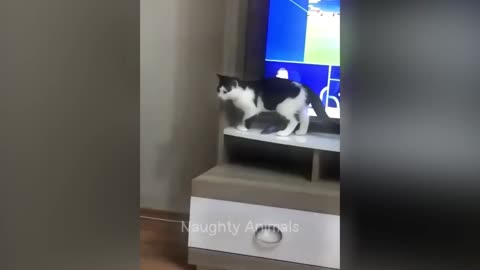 Funny animals videos
