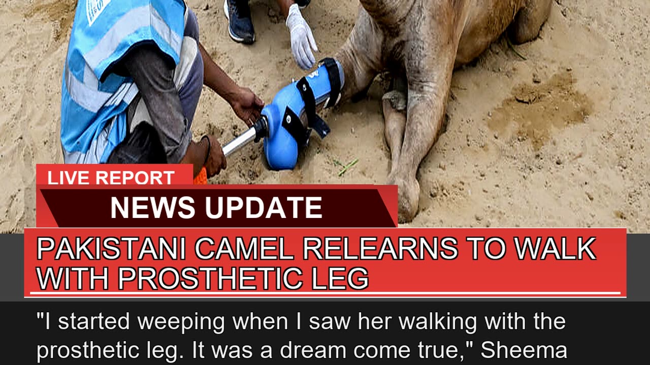 Pakistani Camel Relearns to Walk with Prosthetic L