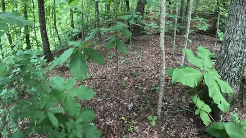 What I imagine bigfoot would be doing