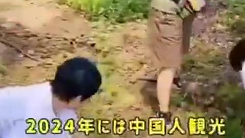 2025 日本の果樹園を荒らしまわる中国人