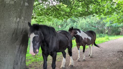 😂🐴 Horse Being Derp | FunFM