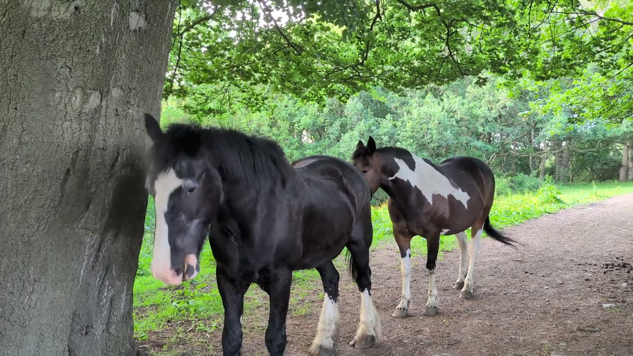 😂🐴 Horse Being Derp | FunFM