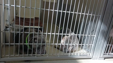 Rebel-dominant leader 11y A870950 Shiba 7y A873450 harrys haven kennel 222 PACC shelter20250706_501