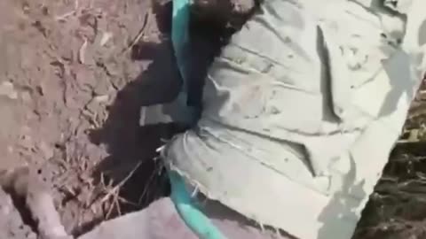 A donkey that the Russians used as "logistics transport" died.