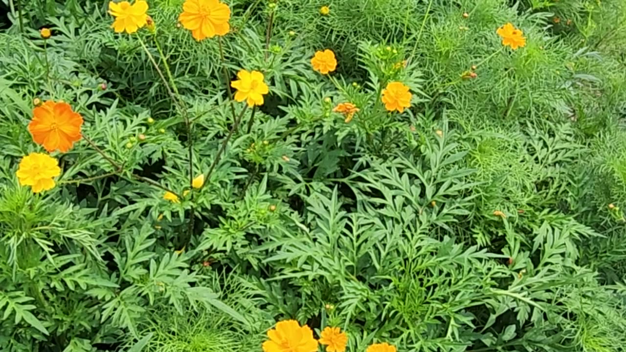 "Current Bee Traffic is Heavy"