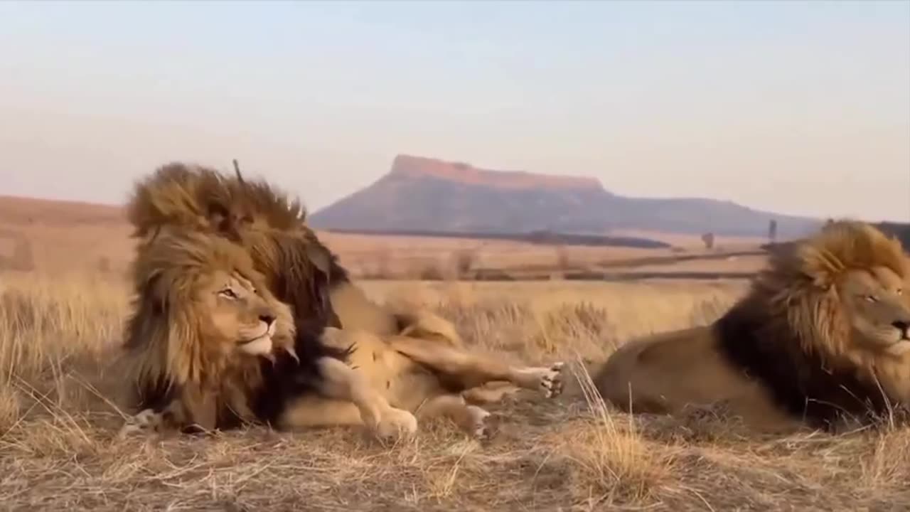 The unexpected consequences of brothers bullying 🤣