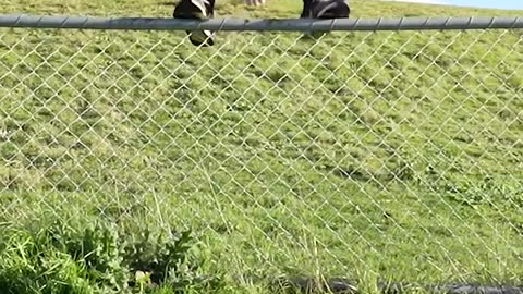 How Animals Get Over a Fence (With Emojis) 😂