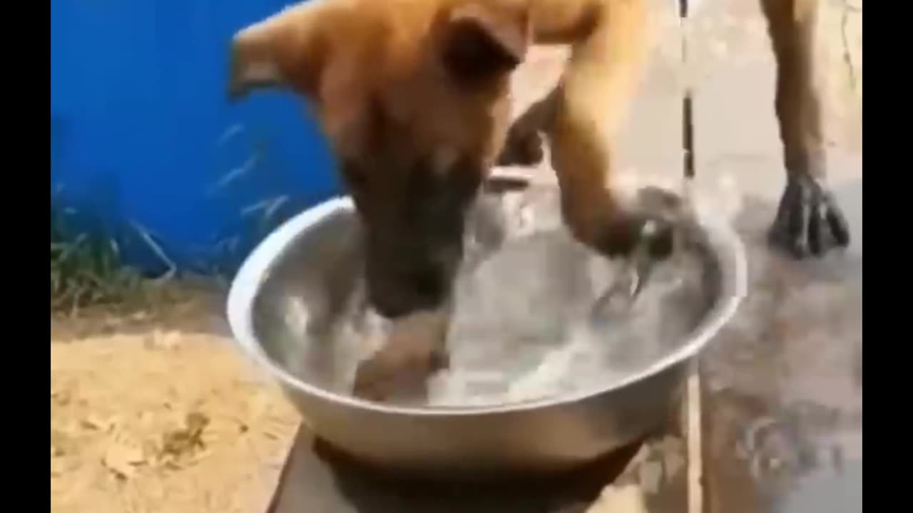 animal funny