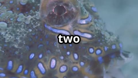 🦐🐟 Shrimp & Goby The Ultimate Underwater Dream Team 🤝🌊