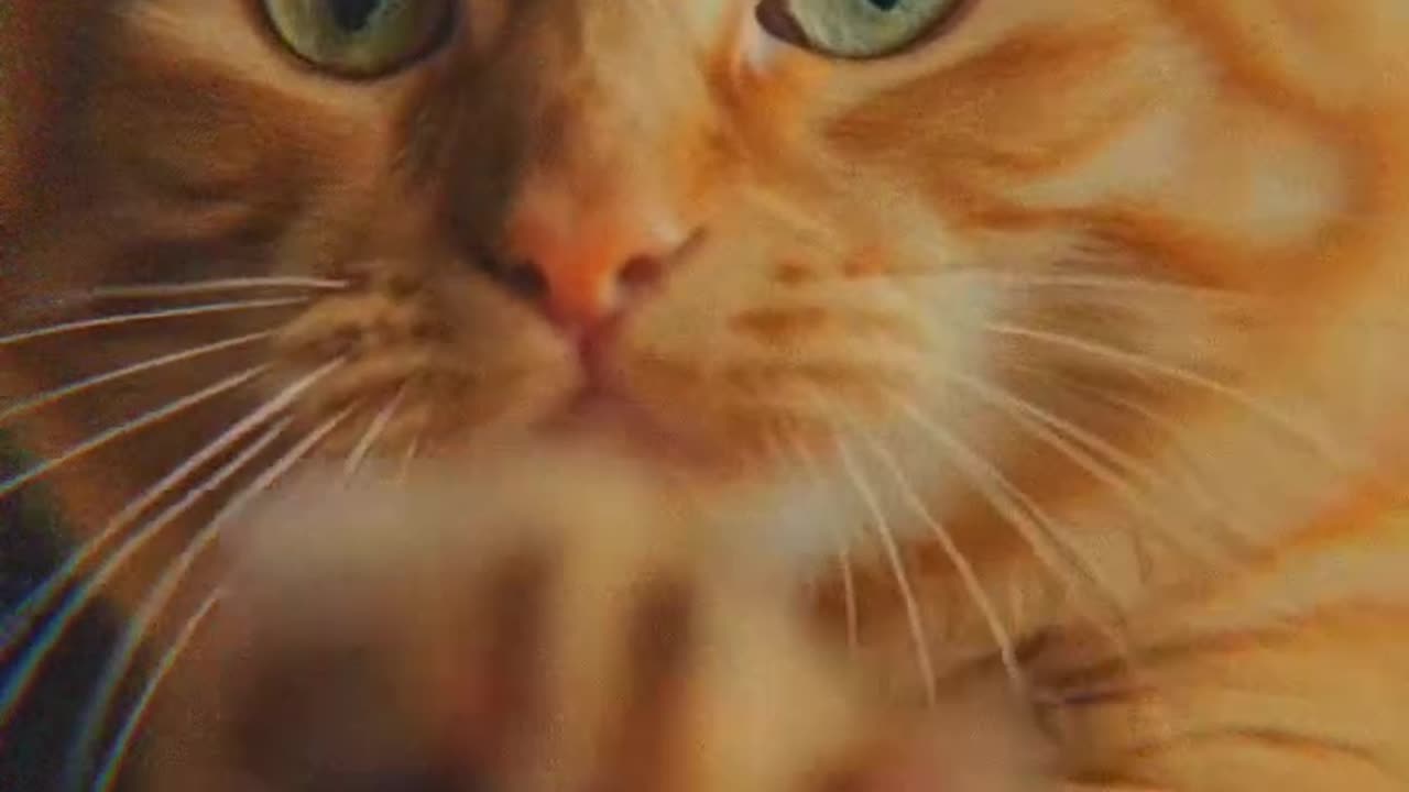 just cat things #fyp