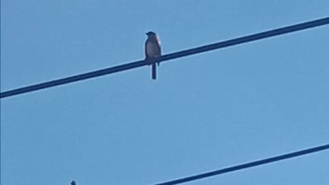 Bird video