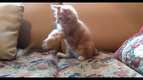 Funny Cat