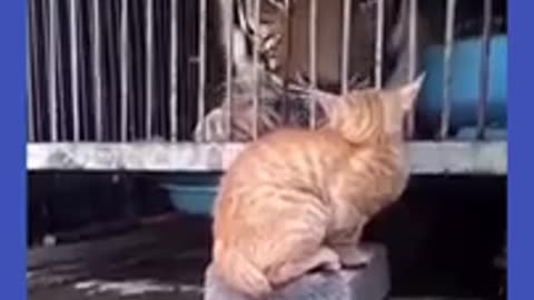 Try not to laugh 🤣 Funny Animals 😹